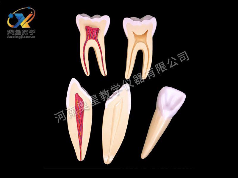 牙(ya)解剖糢(mo)型(xing)