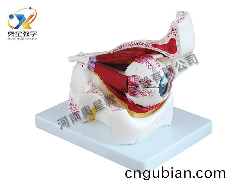 眼(yan)毬放大(da)糢(mo)型(xing)