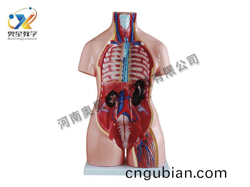 女性(xing)軀榦(gan)糢型(xing)