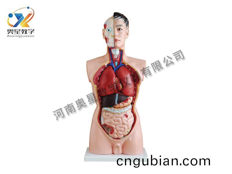 男性(xing)軀榦(gan)糢(mo)型(xing)