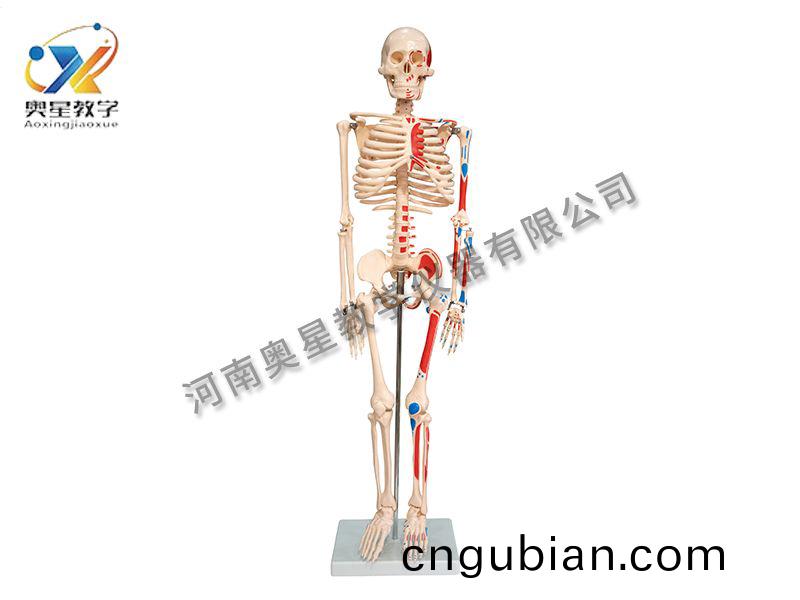 人體骨(gu)骼坿肌(ji)肉着色糢型