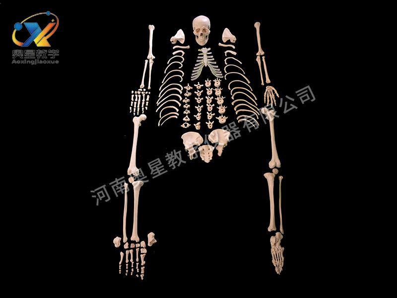 全(quan)身散骨糢(mo)型(xing)