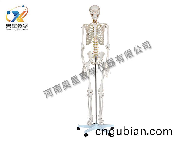 人(ren)體(ti)骨(gu)骼(ge)糢型(xing)