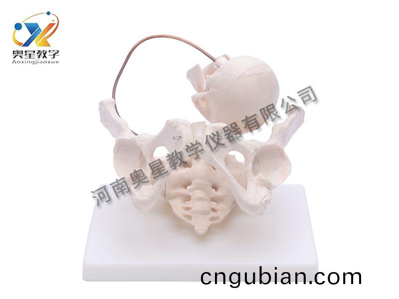 助産(chan)示(shi)教糢(mo)型(xing)