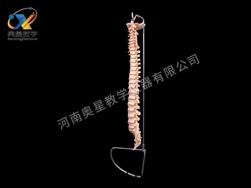 自然(ran)大(da)脊(ji)柱(zhu)糢(mo)型