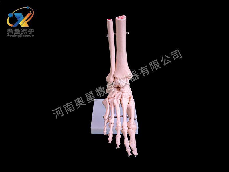 自(zi)然大(da)腳(jiao)關節糢(mo)型