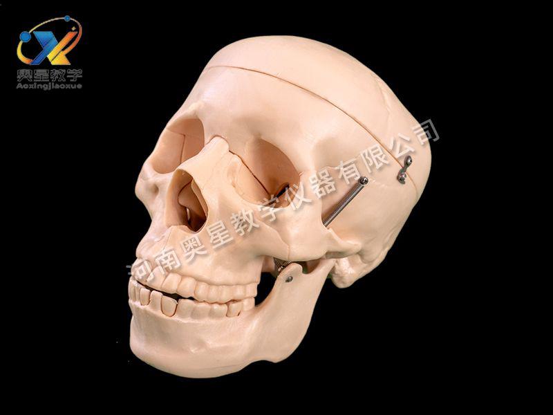 自(zi)然(ran)大(da)頭(tou)骨(gu)糢型